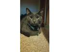 Adopt Simon a Domestic Short Hair