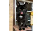 Adopt Ty a Domestic Short Hair