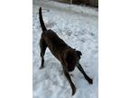 Adopt Frankie a American Staffordshire Terrier, Labrador Retriever