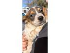 Adopt Piglet a Australian Cattle Dog / Blue Heeler