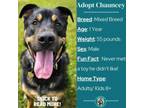 Adopt Chauncey a Mixed Breed