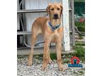 Adopt Dallas a Great Dane, Bloodhound