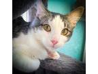 Adopt Noodles a Domestic Short Hair