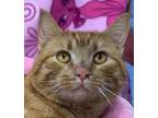 Adopt GARFIELD a Domestic Short Hair