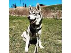 Adopt Vision a Alaskan Malamute, German Shepherd Dog