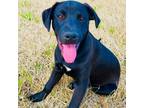 Adopt Monte a Labrador Retriever