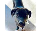 Adopt Miles a Labrador Retriever