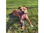 Adopt Rocky a Pit Bull Terrier