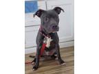 Adopt Malcolm a Pit Bull Terrier