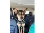 Adopt Valentino a Corgi