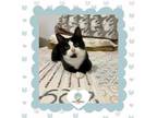 Adopt Georgie a Domestic Short Hair