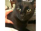 Adopt Tater a Domestic Short Hair