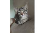 Adopt Pudge- Sweet Guy a Domestic Short Hair