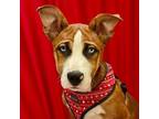 Adopt Walnut a Basenji, American Staffordshire Terrier