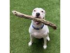 Adopt Casper a Pit Bull Terrier, American Staffordshire Terrier