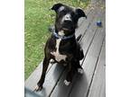 Adopt Roscoe a Mixed Breed, Mountain Cur