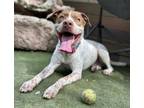 Adopt Loki a Mixed Breed, German Shorthaired Pointer