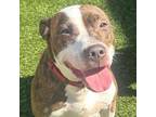 Adopt Mr. Knight a Mixed Breed, Pit Bull Terrier