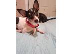 Adopt Charlize a Toy Fox Terrier