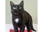 Adopt Tequila a Domestic Short Hair