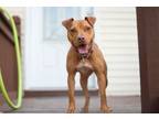 Adopt Milkshake a Pit Bull Terrier