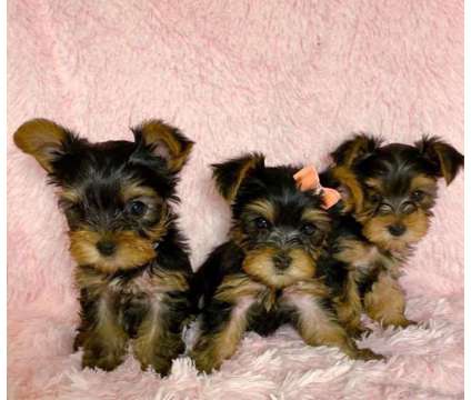 bgv Yorkshire terrier puppies in New York NY is a Office Space