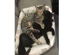 Adopt Leslie and Danielle bonded a Domestic Short Hair