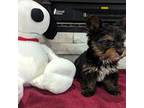 Yorkshire Terrier Puppy for sale in Mesa, AZ, USA