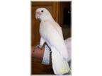 Adopt Daisy a Cockatoo