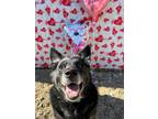 Adopt Porky a Australian Cattle Dog / Blue Heeler, Corgi