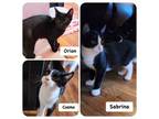 Adopt Sabrina, Cosmo & Orion (Wednesday adopted) a Domestic Short Hair