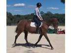 2008 Bay Oldenburg Mare in Foal to Apiro