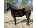 Pretty Percheron mare