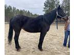 Black Qh mare