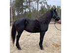 Registered Morgan mare