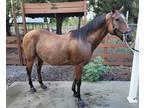 Healthy Quater Horse for sale