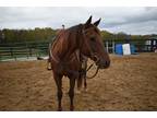 8 Y/O Chestnut TB Gelding