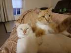 Adopt Juice & OJ a Siamese