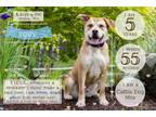 Adopt TOBY a Cattle Dog