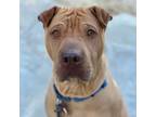 Adopt Ezekiel a Shar-Pei