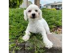 Bichon Frise Puppy for sale in Millmont, PA, USA