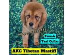 Tibetan Mastiff Puppy for sale in Wildwood, FL, USA