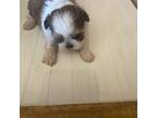 Shih Tzu Puppy for sale in Dayton, TN, USA