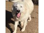 Great Pyrenees