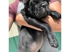 Cane Corso Puppy for sale in Quincy, IL, USA