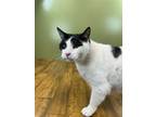 Miles, Domestic Shorthair For Adoption In West Allis, Wisconsin
