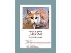 Jesse, Domestic Shorthair For Adoption In Herndon, Virginia