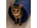 Shadow (tabby) (& Dollface) Bonded, Domestic Shorthair For Adoption In Herndon