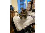 Twist, Domestic Shorthair For Adoption In Chicago, Illinois