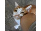 Bruce, Domestic Shorthair For Adoption In Lihue, Hawaii